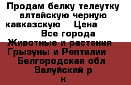 Продам белку телеутку алтайскую,черную кавказскую. › Цена ­ 5 000 - Все города Животные и растения » Грызуны и Рептилии   . Белгородская обл.,Валуйский р-н